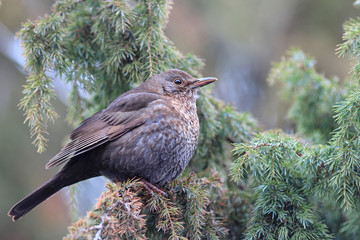the bird has a rest on a branch