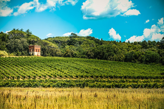 Tuscan hills cultivated in rows of vineyards, Pontedera, Pisa