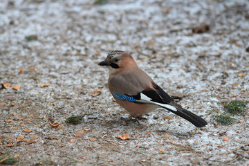 the jay looks out for food