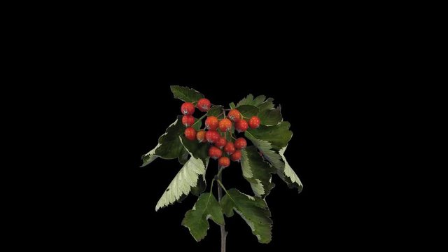 Time-lapse of drying Sorbus Aria (whitebeam or common whitebeam) tree leaves 1a1 in PNG+ format with ALPHA transparency channel isolated on black background
