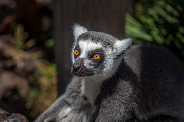 Katta (Lemur catta)