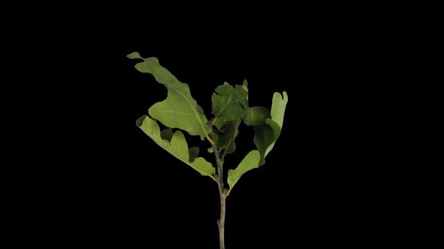 Time-lapse of drying Oak leaves 1a1 in PNG+ format with ALPHA transparency channel isolated on black background
