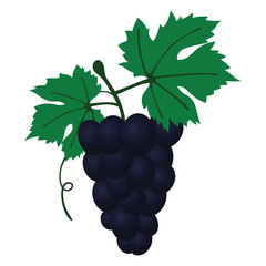 Flat design icon of Grape in ui colors.