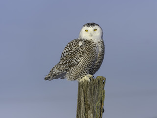 Snowy Owl Female Sitting on Fence Post against Blue Sky, Portrait