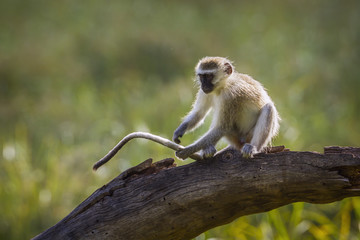 Vervet monkey in Mapungubwe National park, South Africa