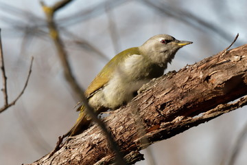 European green woodpecker (Picus viridis)  on a branch with a grey background Ukraine, 2018 A green...