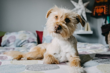 .Lovely adopted dog playing in the bedroom of the house with his new family. Lifestyle portrait. Friendship.