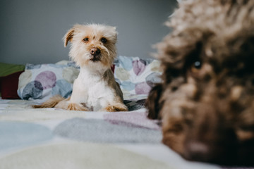 .Lovely adopted dog playing in the bedroom of the house with his new family. Lifestyle portrait. Friendship.