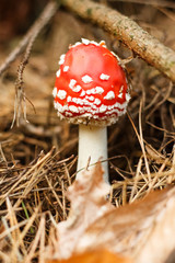 fly agar in the wild forest, autumn background