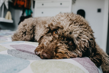 .Lovely brown spanish water dog playing in the bedroom of the house with her family. Lifestyle portrait. Friendship