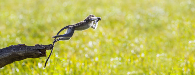 Fototapeta premium Vervet monkey in Mapungubwe National park, South Africa