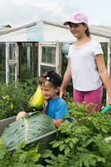 Children in the garden wheelbarrow outdoors.Harvest vegetables..