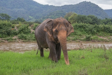 Asian Elephant