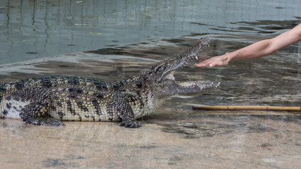 crocodile performing a dangerous trick with his trainer