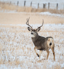 White Tailed Deer