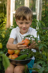 Children gather vegetables harvest. The boy works in the garden..