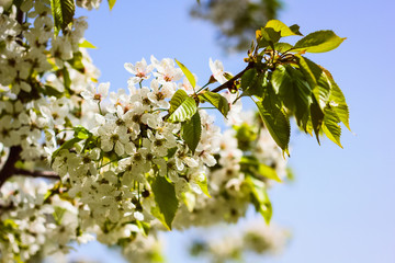 beautiful flowering spring plants, nature awakens