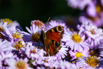 beautiful butterfly on spring flowering flowers