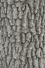 Old Wood Tree Texture Background Pattern