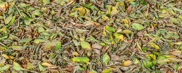 Dry leaves background, Field of dead leaves