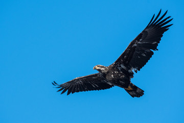 Bald eagle in Canada