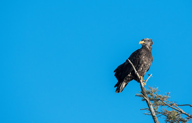 Bald eagle in Canada