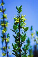 beautiful flowering spring plants, nature awakens
