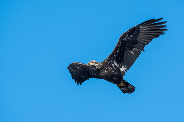 Bald eagle in Canada