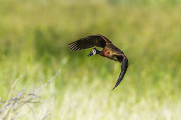 White faced Whistling-Duck in Mapungubwe National park, South Africa