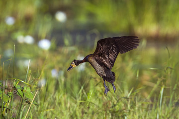 White faced Whistling-Duck in Mapungubwe National park, South Africa