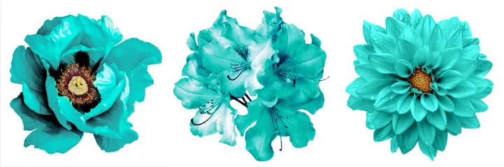 Foto auf Acrylglas 3 surreale exotische hochwertige türkisfarbene Blumen Makro isoliert auf weiss. Grußkartenobjekte für Jubiläum, Hochzeit, Mütter- und Frauentagsdesign © boxerx