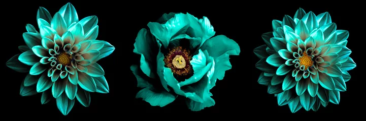 Poster 3 surrealistische exotische hoge kwaliteit turquoise bloemen macro geïsoleerd op zwart. Wenskaartobjecten voor jubileum, bruiloft, moeders en vrouwendag © boxerx