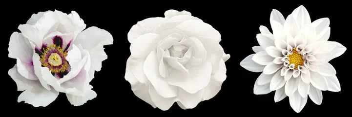 Poster 3 surrealistische exotische hoge kwaliteit witte bloemen macro geïsoleerd op zwart. Wenskaartobjecten voor jubileum, bruiloft, moeders en vrouwendag © boxerx