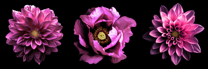 3 surreal exotic high quality pink flowers macro isolated on black. Greeting card objects for...