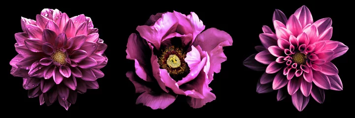 Fototapete 3 surreale exotische hochwertige rosa Blumen Makro isoliert auf schwarz. Grußkartenobjekte für Jubiläum, Hochzeit, Mütter- und Frauentagsdesign © boxerx