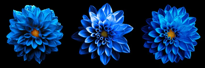 Selbstklebende Fototapeten 3 surreale exotische blaue Blumen Makro isoliert auf schwarz. Grußkartenobjekte für Jubiläum, Hochzeit, Mütter- und Frauentagsdesign © boxerx