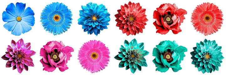 Papier Peint Lavable Gerbera 12 macro de fleurs exotiques surréalistes de haute qualité isolées sur blanc. Objets de carte de voeux pour l& 39 anniversaire, le mariage, la conception de la fête des mères et des femmes