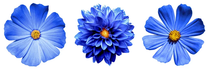 Foto op Canvas 3 surrealistische exotische hoge kwaliteit blauwe bloemen macro geïsoleerd op wit. Wenskaartobjecten voor jubileum, bruiloft, moeders en vrouwendag © boxerx