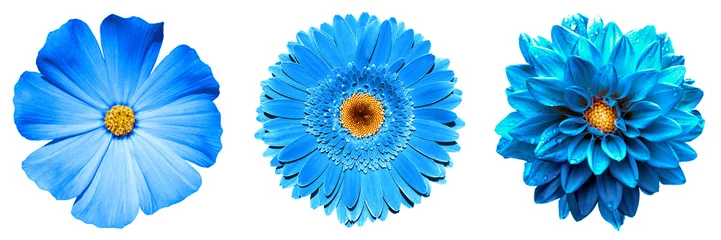 Foto op Plexiglas Gerbera 3 surrealistische exotische hoge kwaliteit blauwe bloemen macro geïsoleerd op wit. Wenskaartobjecten voor jubileum, bruiloft, moeders en vrouwendag