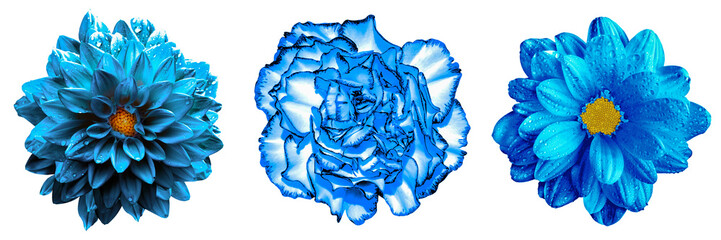 3 surreal exotic high quality blue flowers macro isolated on white. Greeting card objects for...