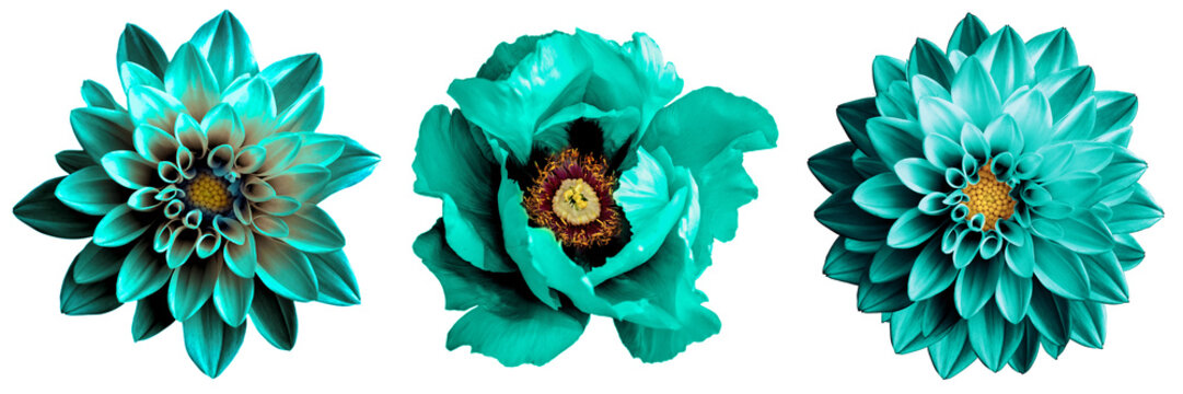 Fototapeta 3 surreal exotic high quality turquoise flowers macro isolated on white. Greeting card objects for anniversary, wedding, mothers and womens day design