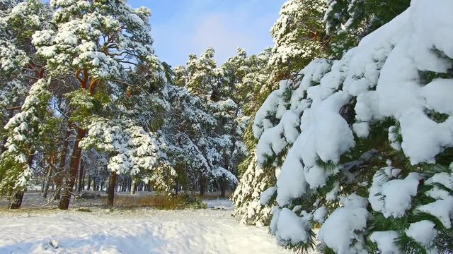 Following the footsteps in snow through winter forest steadicam shot. christmas tree the beauty nature landscape outdoors