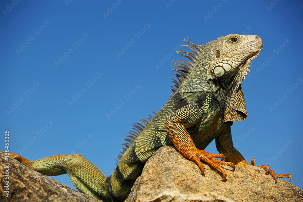 Wall mural Portrait of an colorful green and red Iguana on a Rock with blue Sky