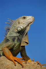 Portrait of an colorful green and red Iguana on a Rock with blue Sky