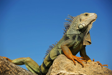 Portrait of an colorful green and red Iguana on a Rock with blue Sky