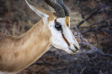 Springbok antelope