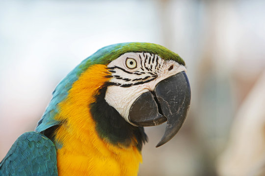 Portrait of a young Macaw Bird with green, blue and yellow Feathers outside with a bright blurry Background