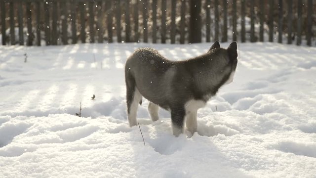 A small puppy of the Husky breed walks outdoors on a sunny day, paws in the snow and lickens. A cute baby Husky enjoys walking on a winter day. Northern breed of dogs.