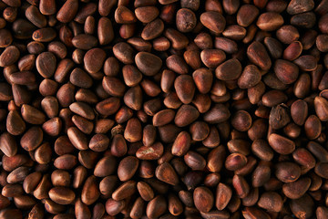 Ripe cedar pine nuts texture background