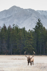 Bull elk in the fall - 188450904